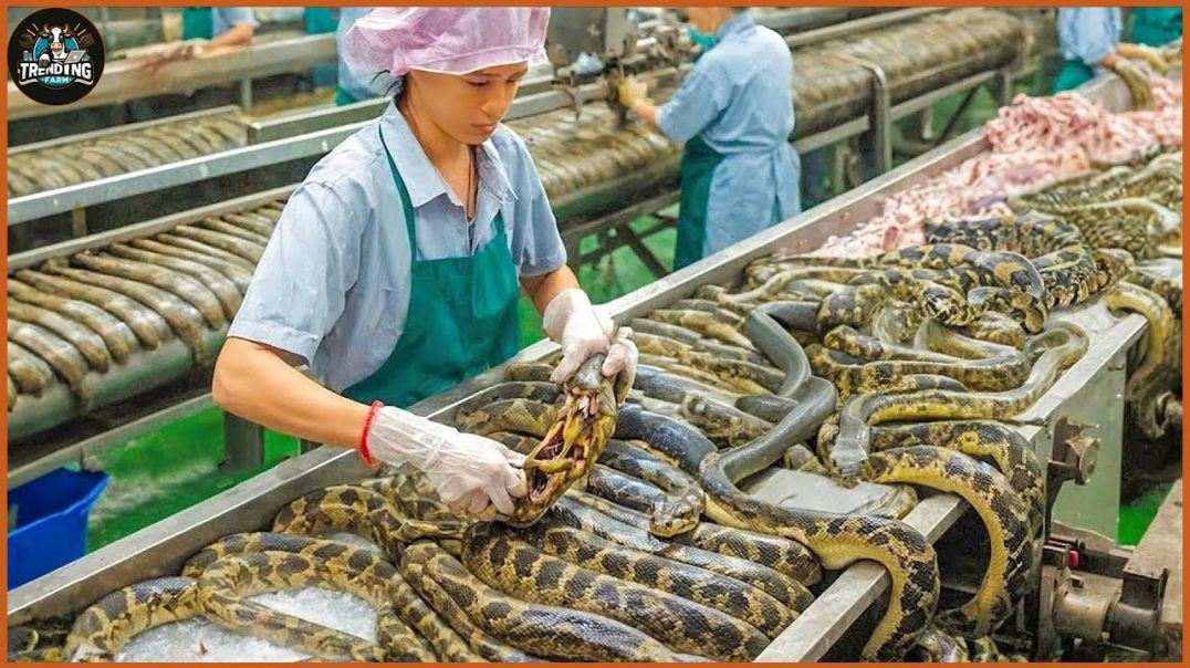 snakes